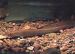 Lampetra fluviatilis (Флуиална лампа)