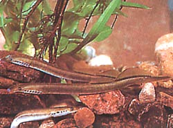 Lampetra planeri Планиране Лампрей