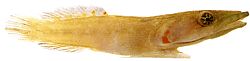 Lepadogaster candollei Пръчка