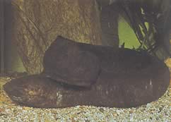 Lepidosiren paradoxa (Южна Америка Lepidosirène)