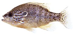 Lepomis humilis (Слънчев стълб с оранжеви точки)