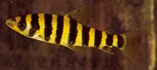 Leporinus affinis Зелен лепорин