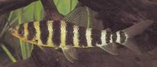Leporinus fasciatus fasciatus Лепоринус с черни ленти
