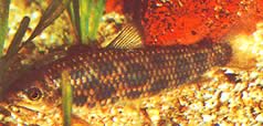 Leporinus granti