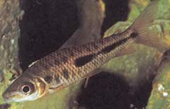 Leporinus moralesi Leporinus узрял