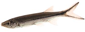 Luciosoma setigerum Акула акула