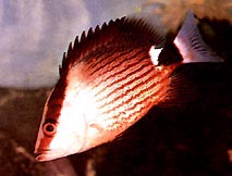 Lutjanus sanguineus Червена кръв