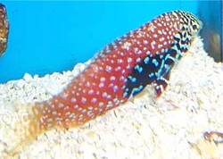 Macropharyngodon bipartitus (Вермикулирана лабре)