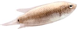 Macropodus cupanus (Риболовна риба с кафяви опашки)