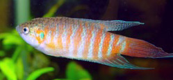 Macropodus opercularis (Рай)