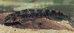 Melanocharacidium dispilomma (Меланохаракидий диспелома)