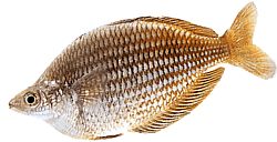 Melanotaenia fluviatilis (Австралийска дъгова риба)