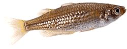 Melanotaenia maccullochi