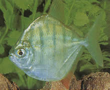 Metynnis hypsauchen fasciatus (Метинис Рей)