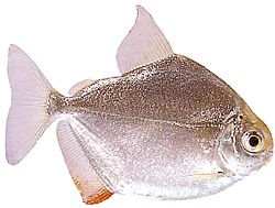 Metynnis hypsauchen (Métynnis с големи глави)