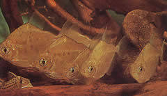 Metynnis lippincottianus Koumanou, доларна риба