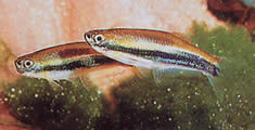 Mimagoniates lateralis (Tetra-Glande с преградени страни)