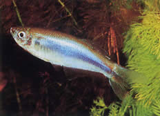 Mimagoniates microlepis (Малки везни тетра-барберос)