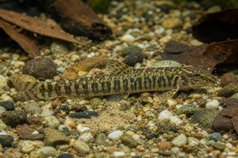Acanthocobitis botia Плосък лош