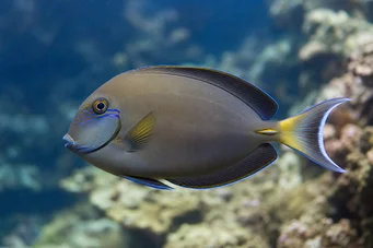 Acanthurus Fowleri Fowler Surgeon Fish