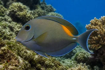 Acanthurus olivaceus Маслинова аанш