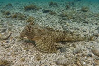Agonus decagonus (Seas Ferret)