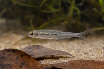 Ammocryptocharax minutus Сирактерна флече минута