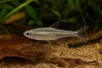 Ammocryptocharax vintonae