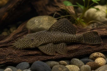 Ancistrus hyplogenys Черен Анцистър