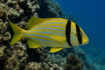 Anisotremus virginicus Свинско