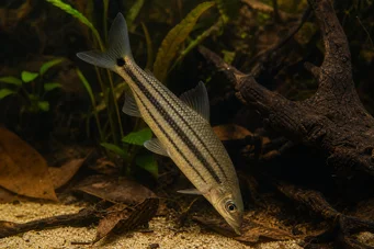 Anostomus anostomus (Райе аностом)