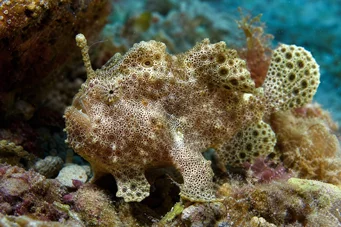 Antennarius maculatus Риба-рапо, рибар или антени