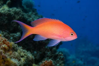 Anthias anthias бръснар