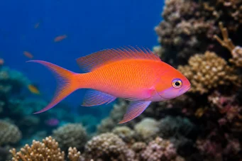 Anthias squamipinnis Червен бръснар