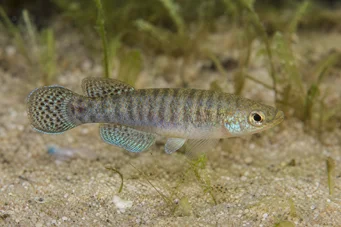 Aphanius dispar Aphanius изчезва
