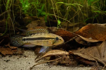 Apistogramma nijsseni