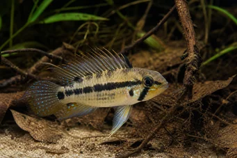 Apistogramma trifasciatum Три линия джудже цихлид