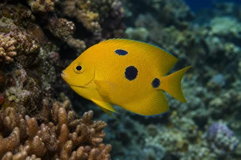 Apolemichthys trimaculatus Тритачери риба