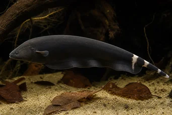 Apteronotus albifrons American Coup Fish - Наричана още черна Pha