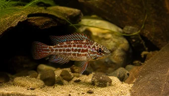 Badis assamensis (Хамелеонна риба)