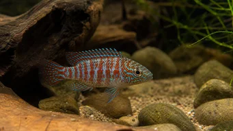 Badis badis Хамелеонна риба