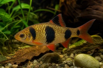 Barbus everetti (Клоун брадат)