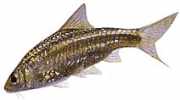 Barbus fasciatus Брадати