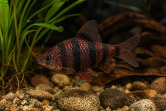 Barbus nigrofasciatus (Брадати)