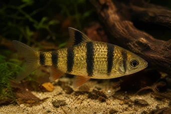 Barbus pentazona johorensis (Пет -лентово брадат)