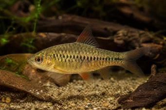 Barbus roloffi (Ролофи брада)