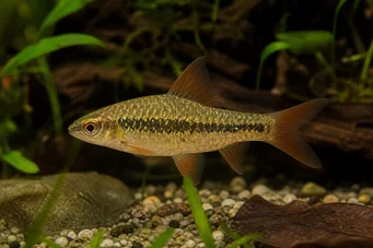 Barbus sachsi (Брадати)