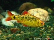 Barbus schuberti Schuberti брадати