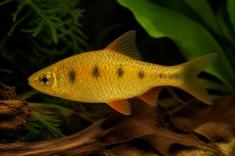 Barbus semifasciolatus (Месингов брада)