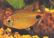 Bathyaethiops caudomaculatus Африканска тетра-луна